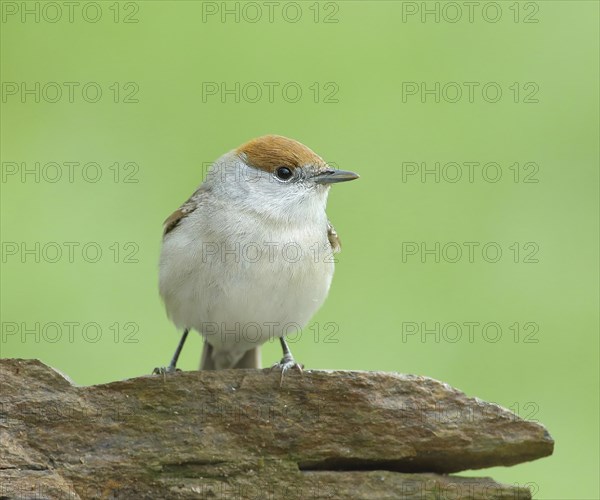 Blackcap