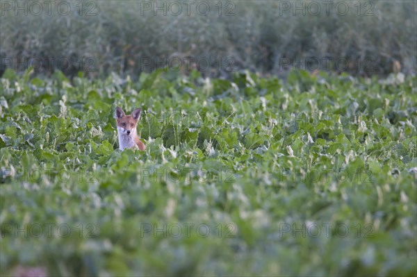 Red fox