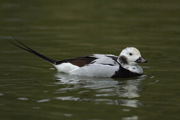 Long-tailed duck