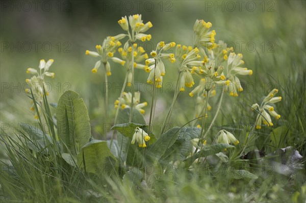 Common cowslip