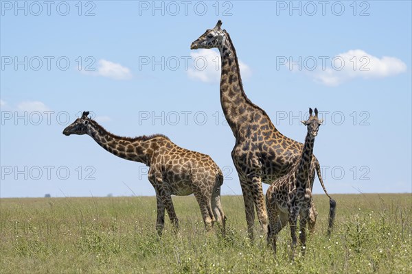 Masai giraffe