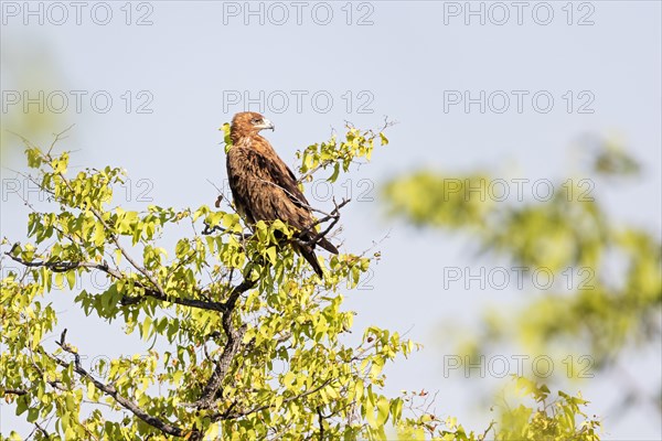 Tawny eagle