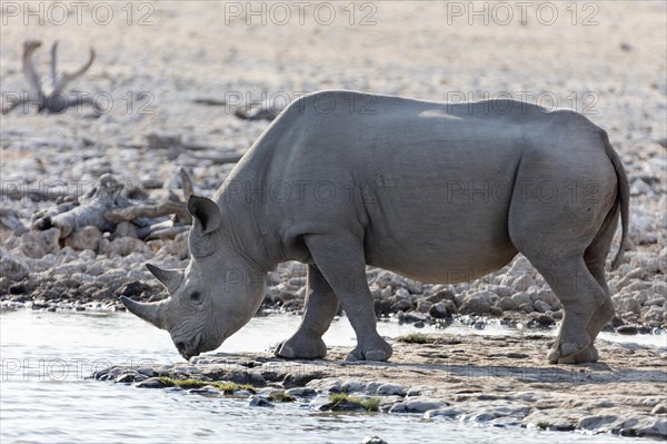 White rhinoceros