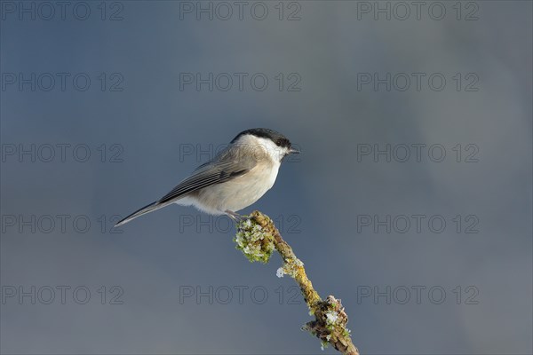 Willow Tit