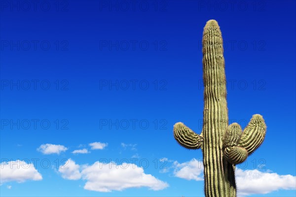 Saguaro cactus