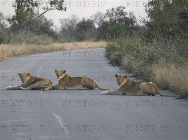 Three lions