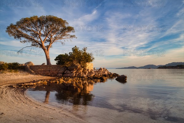 Beach and pines