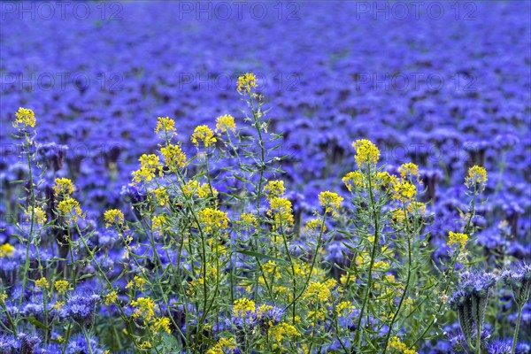 Yellow flowering rape