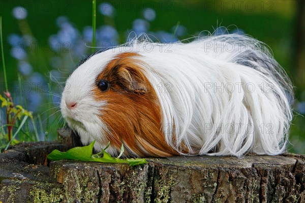 Guinea Pig pigs