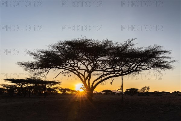 Tree in the savannah