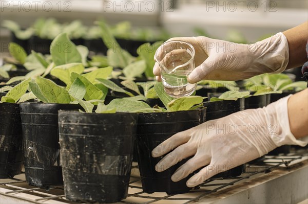 Close-up of a researcher's gloved hands watering plants of