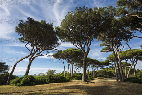 Beach and old pine trees