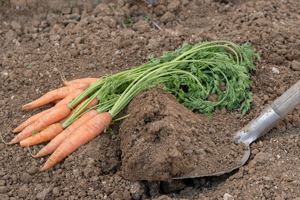 Bunch of carrots with a shovel in the background in an organic vegetable garden