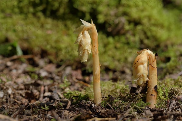 Dutchman's pipe