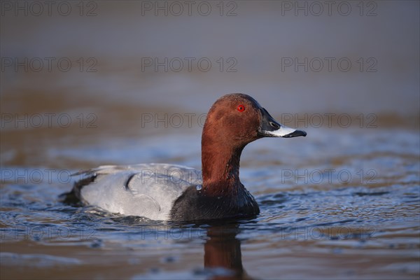 Common pochard