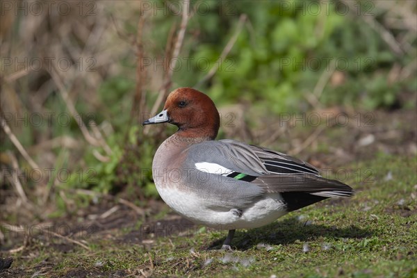 Eurasian wigeon