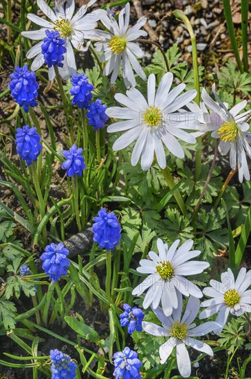 Anemone blanda and