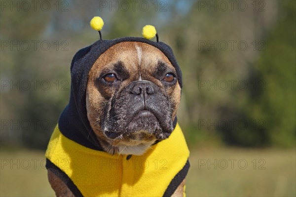 Portrait of a sulking French Bulldog dog dressed up in hoodie with antlers resembling a bee Halloween costume