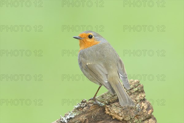 European robin