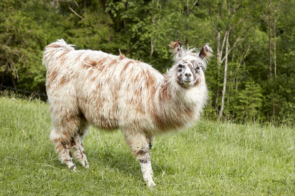 Llama