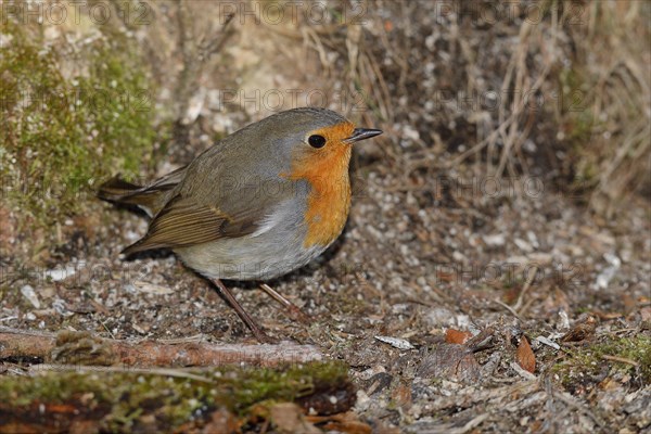 European robin