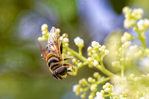 Bee perched on a flower collecting pollen
