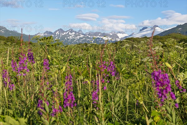 Fireweed