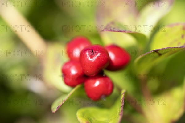 Blossoming rowan berries