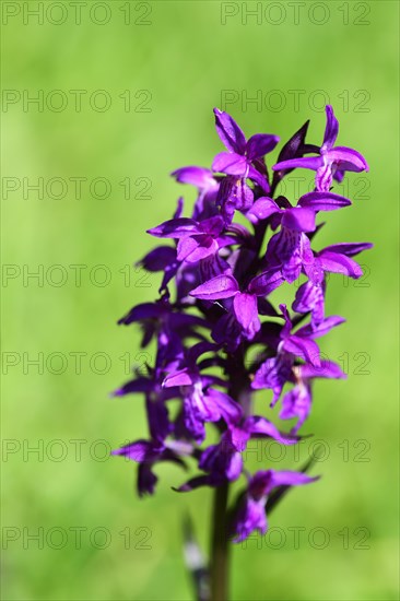 Western marsh orchid