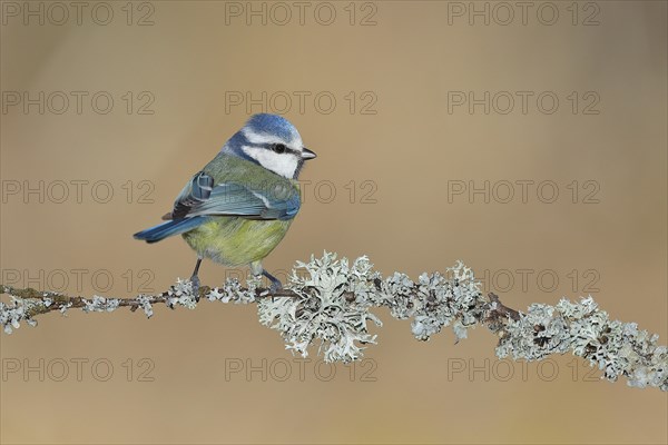 Blue tit