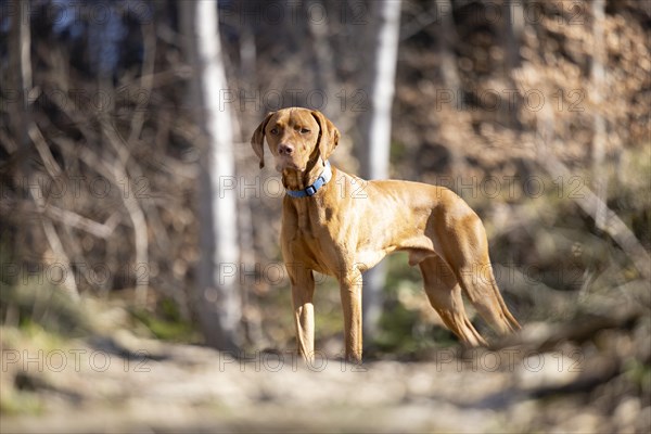 Roevidszoru Magyar Vizsla