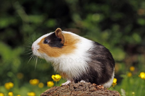 Guinea Pig pigs