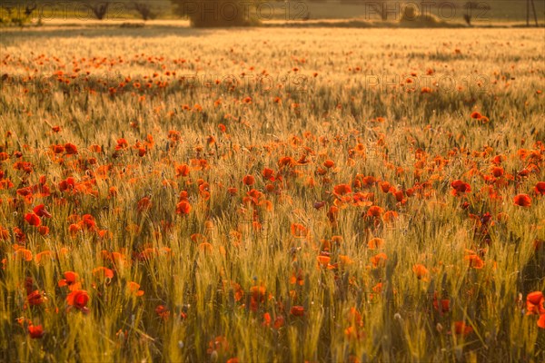 Field with poppy flowers