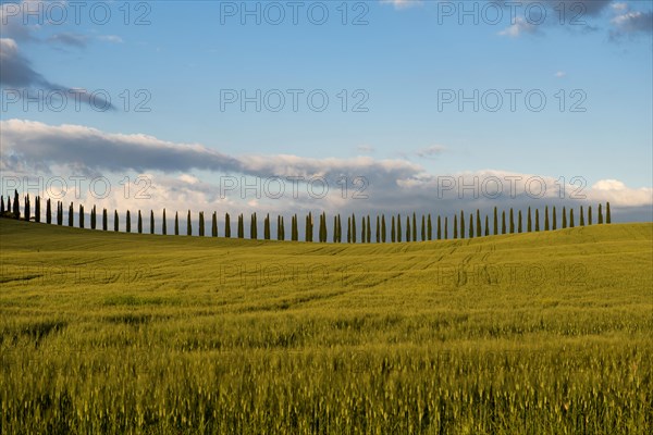 Farmhouse and cypresses