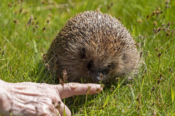 Hedgehog