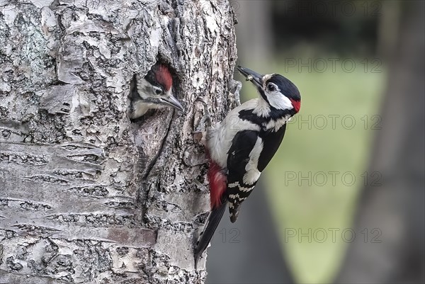 Great spotted woodpecker