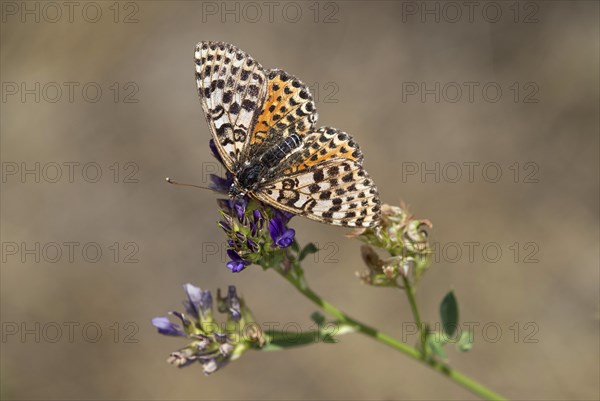 Spotted fritillary