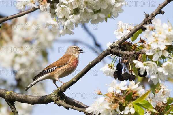 Linnet