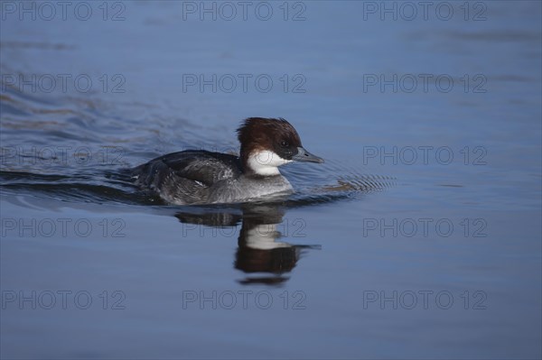 Smew