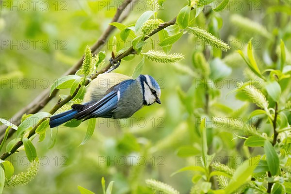 Blue tit