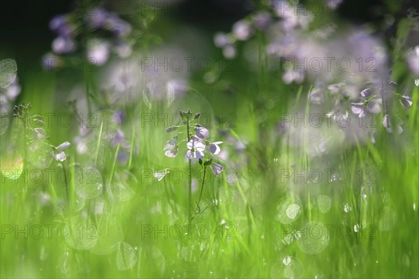 Meadowfoam in spring