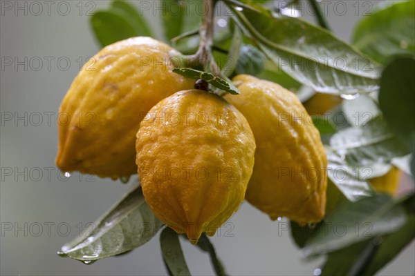 Lemons on a branch