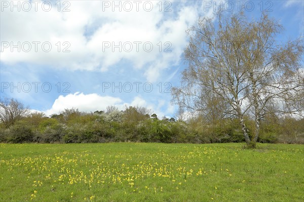 Meadow primrose