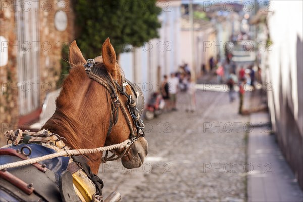 Horse Head