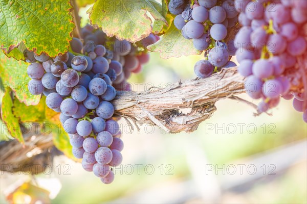 Lush wine grapes clusters hanging on the vine