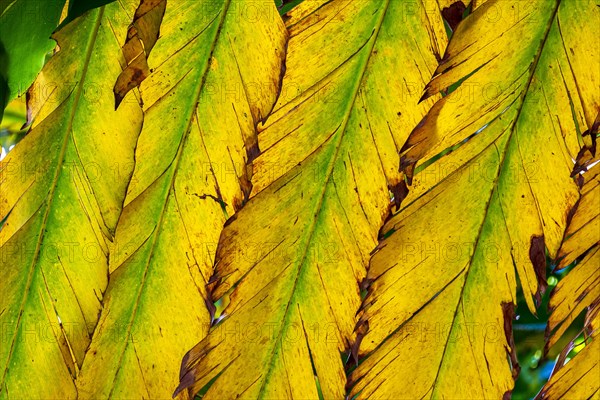 Texture of green and yellow leaves backlit