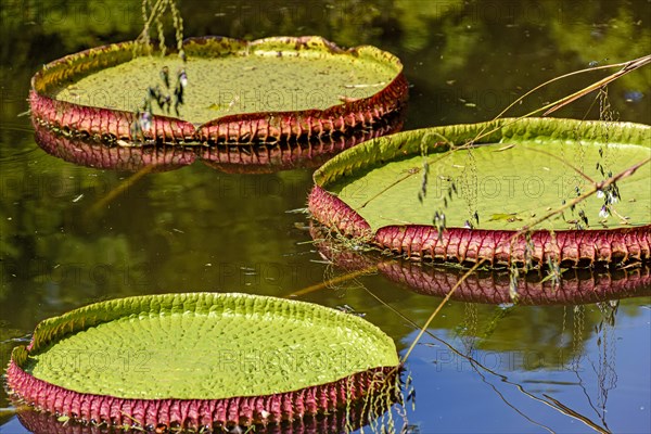 Water Lily typical of the Amazon with its characteristic circular shape floating on the calm waters of a lake