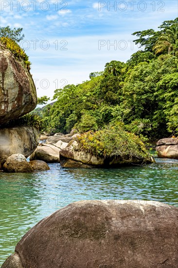 Rainforest invading the sea through the rocks in Trindade