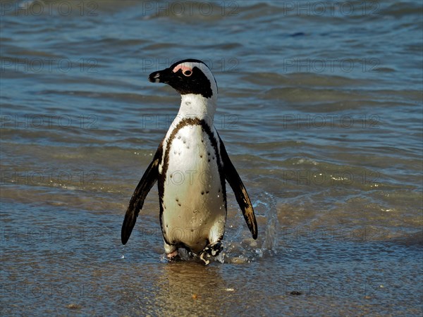 A spectacled penguin