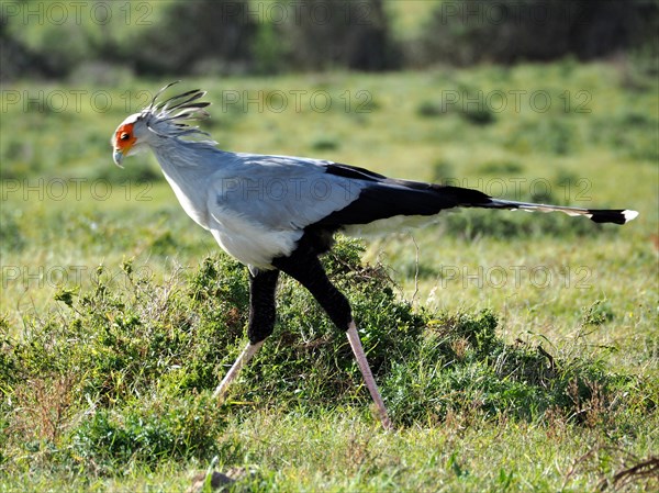 Secretary bird